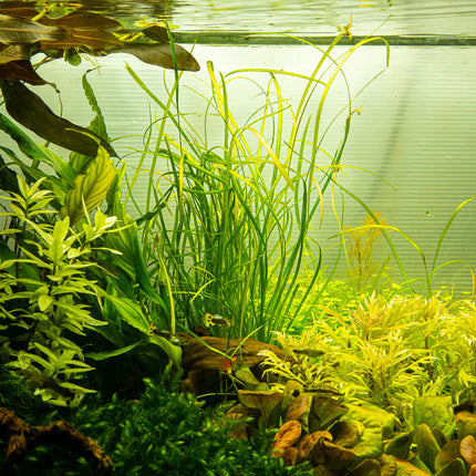 Sagittaria subulata 'Needle Leaf' | In-Vitro