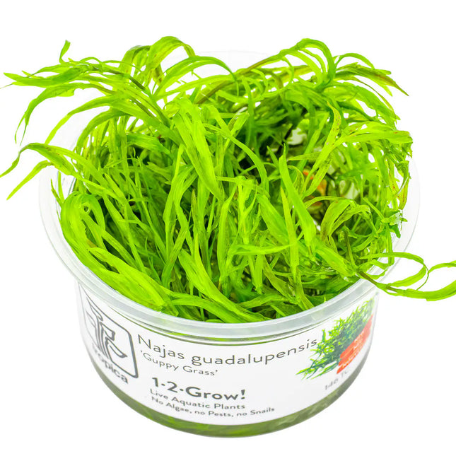 Najas guadalupensis 'Guppy Grass' | In-Vitro