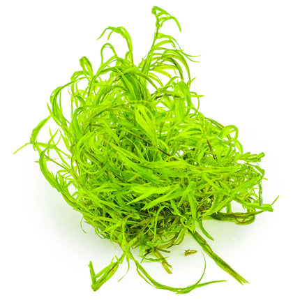 Najas guadalupensis 'Guppy Grass' | In-Vitro