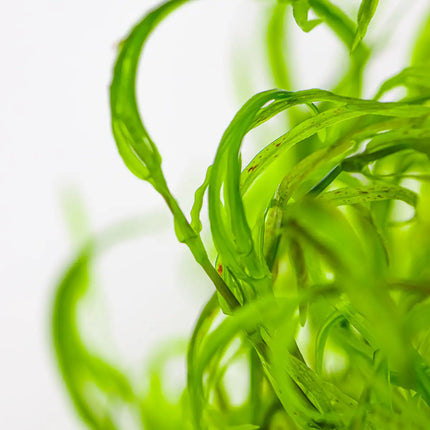 Najas guadalupensis 'Guppy Grass' | In-Vitro