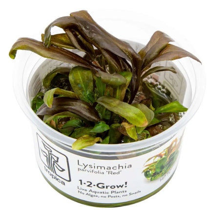 Lysimachia parvifolia 'Red' | In-Vitro
