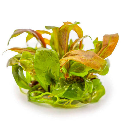 Lysimachia parvifolia 'Red' | In-Vitro
