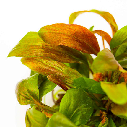 Lysimachia parvifolia 'Red' | In-Vitro