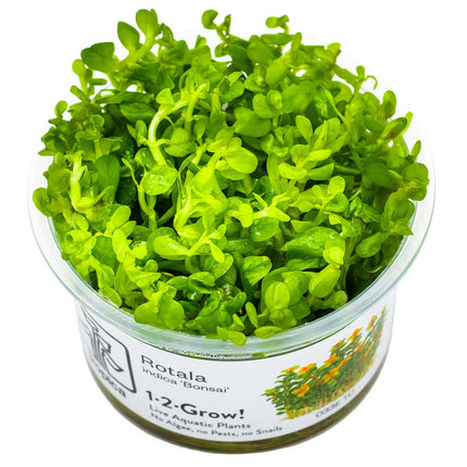 Rotala 'Bonsai' - Indische Rotala | In-Vitro