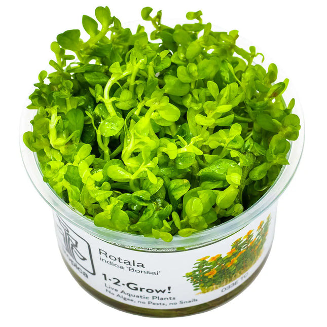 Rotala 'Bonsai' - Indische Rotala | In-Vitro