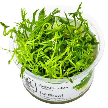 Ranunculus inundatus | In-Vitro