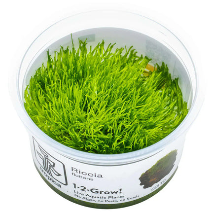 Riccia fluitans - Teichlebermoos | In-Vitro