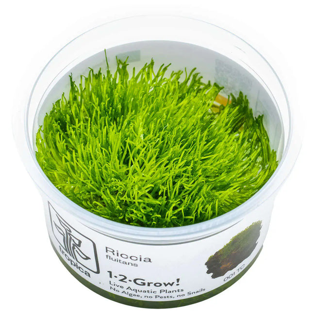 Riccia fluitans - Teichlebermoos | In-Vitro