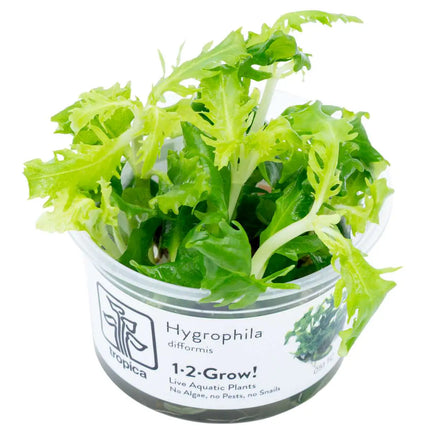 Hygrophila difformis | In-Vitro