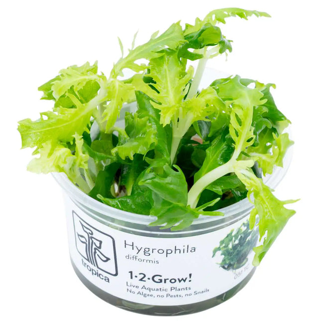 Hygrophila difformis | In-Vitro