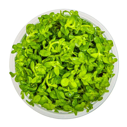 Rotala 'Bonsai' - Indische Rotala | In-Vitro