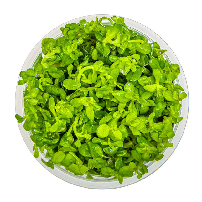 Rotala 'Bonsai' - Indische Rotala | In-Vitro