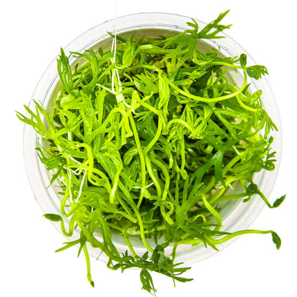 Ranunculus inundatus | In-Vitro