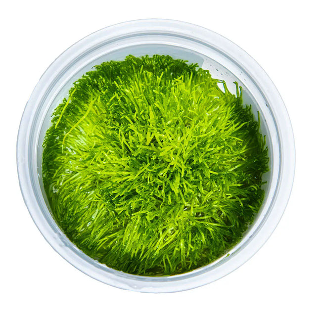 Riccia fluitans - Teichlebermoos | In-Vitro