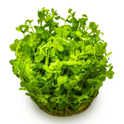 Rotala 'Bonsai' - Indische Rotala | In-Vitro
