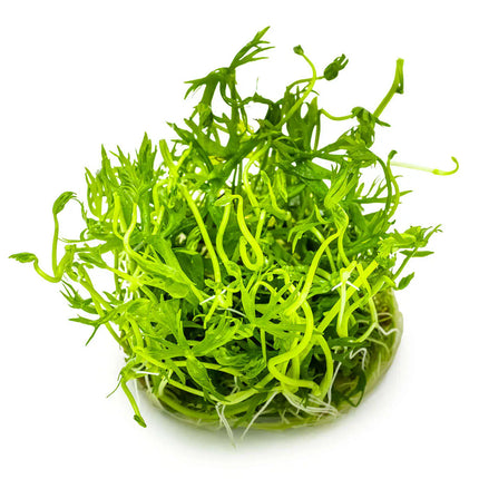 Ranunculus inundatus | In-Vitro