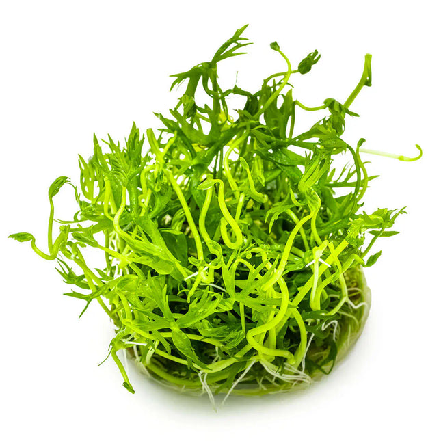 Ranunculus inundatus | In-Vitro