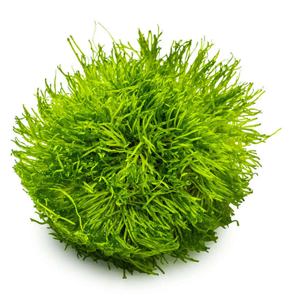 Riccia fluitans - Teichlebermoos | In-Vitro