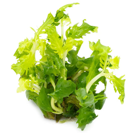 Hygrophila difformis | In-Vitro