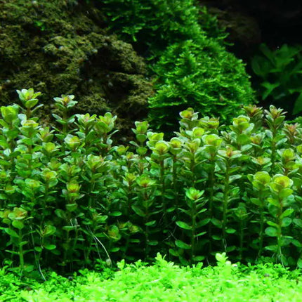 Rotala 'Bonsai' - Indische Rotala | In-Vitro