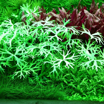 Ranunculus inundatus | In-Vitro