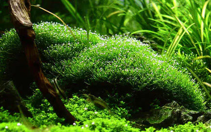 Riccia fluitans - Teichlebermoos | In-Vitro