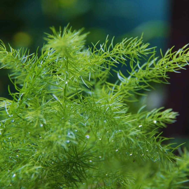 Asparagus densiflorus ‚Sprengeri‘