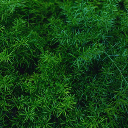 Asparagus densiflorus ‚Sprengeri‘