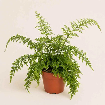 Asplenium bulbiferum