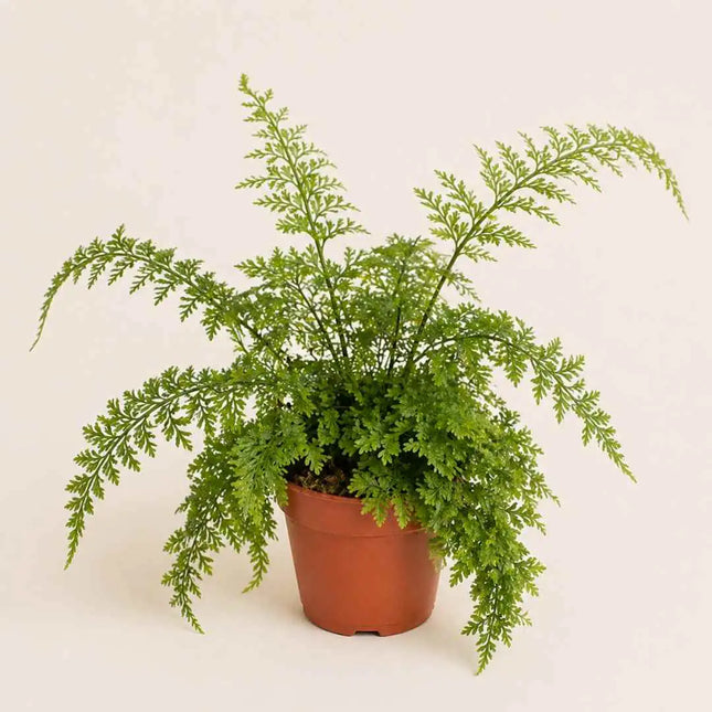 Asplenium bulbiferum
