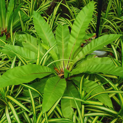 Asplenium nidus