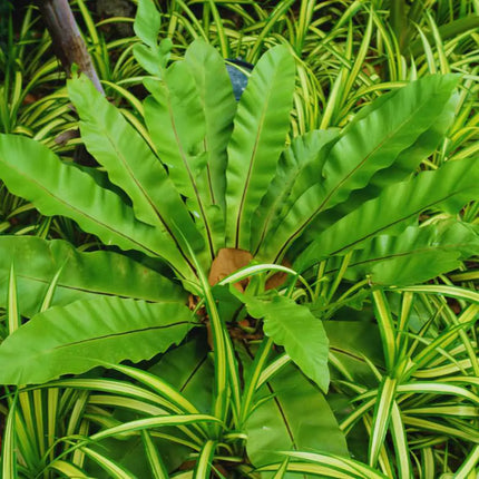 Asplenium nidus