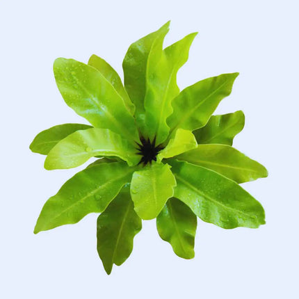 Asplenium nidus
