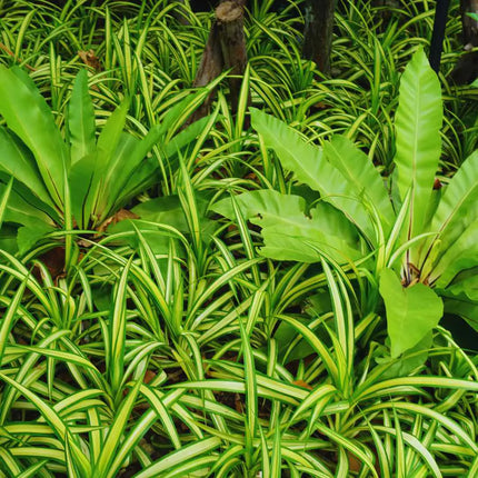 Asplenium nidus