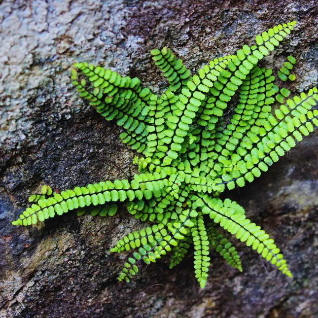 Asplenium spec. Panama