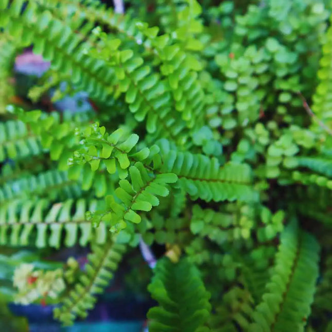 Asplenium spec. Panama