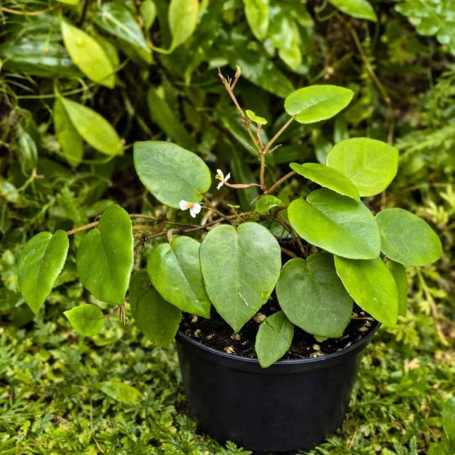 Begonia elaeagnifolia (Syn. Begonia schulzei)