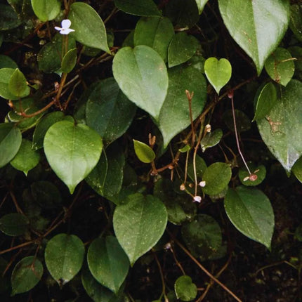 Begonia elaeagnifolia (Syn. Begonia schulzei)