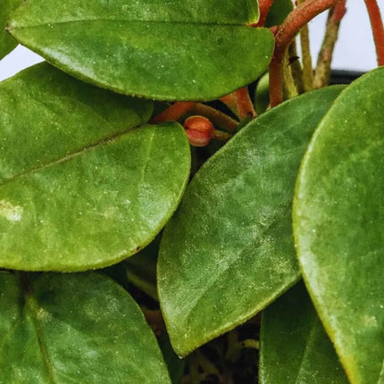 Begonia elaeagnifolia (Syn. Begonia schulzei)