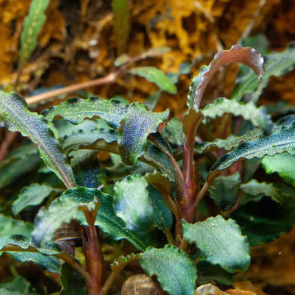 Bucephalandra In-Vitro Set – 3 seltene Arten für Aquascaping
