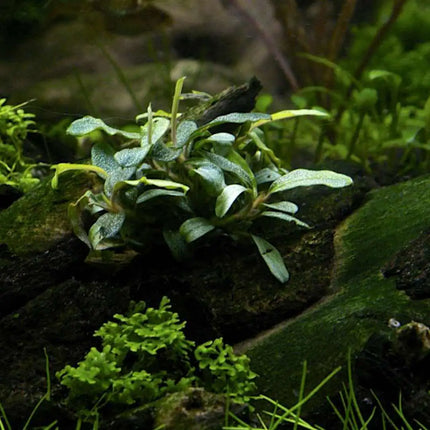 Bucephalandra In-Vitro Set – 3 seltene Arten für Aquascaping
