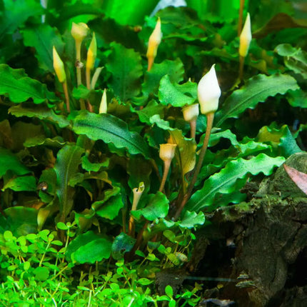 Bucephalandra In-Vitro Set – 3 seltene Arten für Aquascaping
