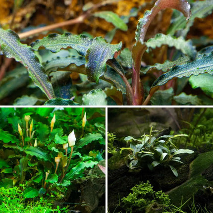 Bucephalandra In-Vitro Set – 3 seltene Arten für Aquascaping