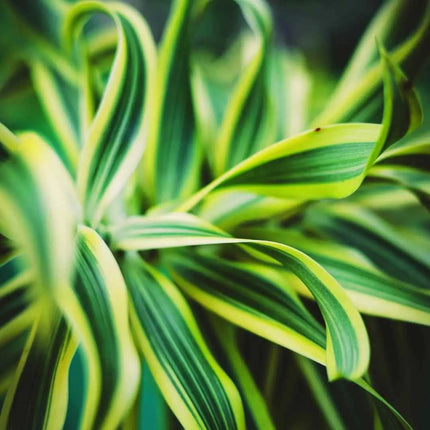 Dracaena deremensis – Terrariumspflanze