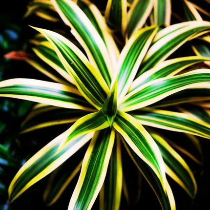 Dracaena deremensis – Terrariumspflanze