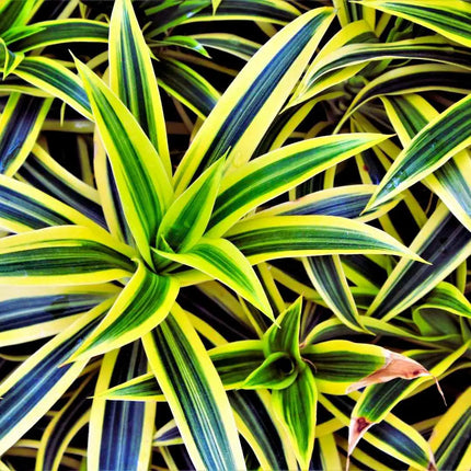 Dracaena deremensis – Terrariumspflanze