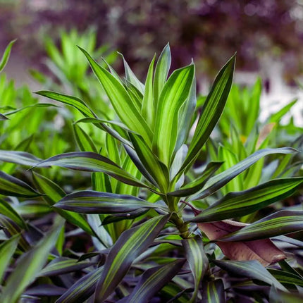 Dracaena deremensis – Terrariumspflanze