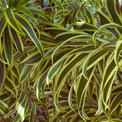 Dracaena deremensis – Terrariumspflanze