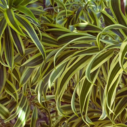 Dracaena deremensis – Terrariumspflanze
