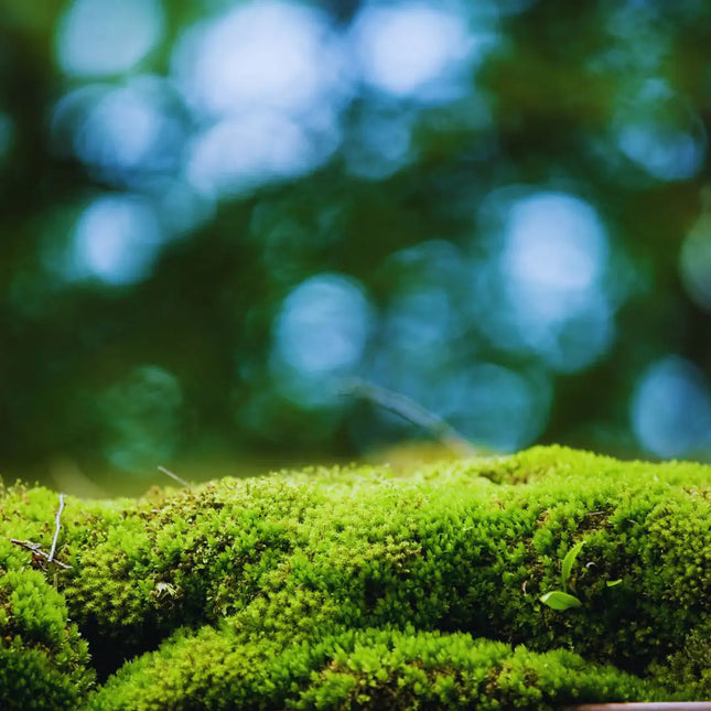 Echtes Plattenmoos – natürliches Deko-Moos für Terrarien